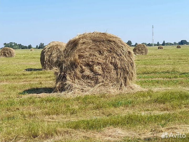 Сено в тюках