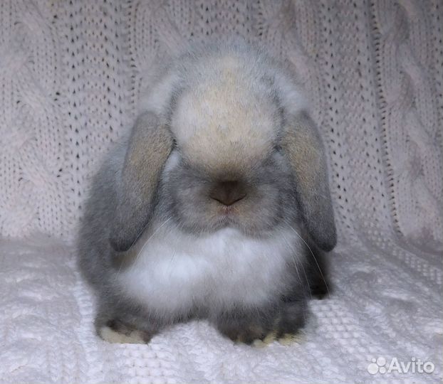 Чп Mini Lop мальчики