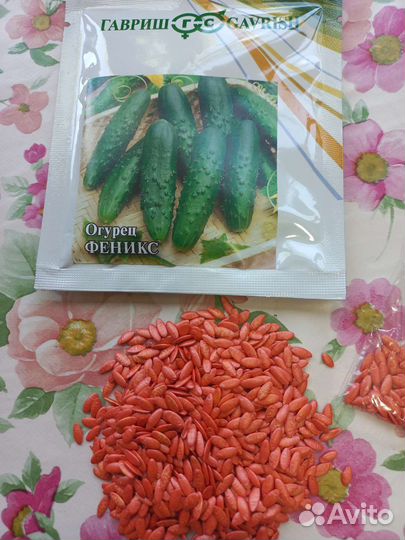 Огурцы феникс семена