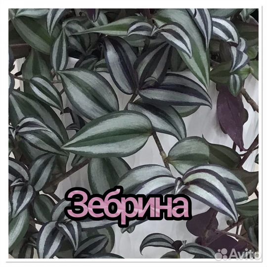 Традесканция