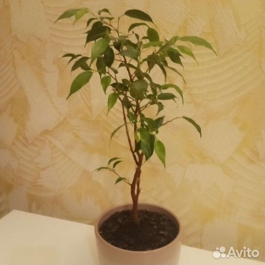 Фикус бенджамина