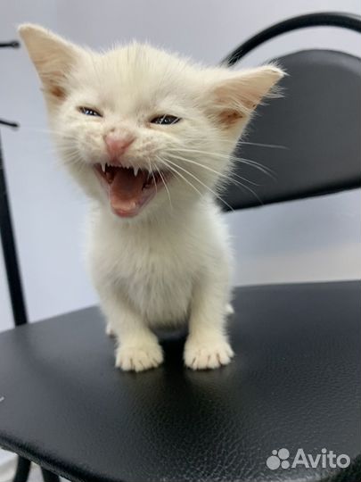 Котенок