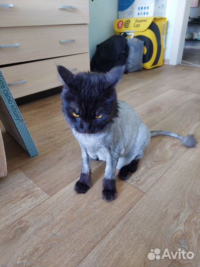 Кошка(мейкун)