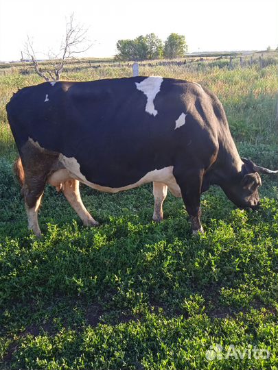 Продажа крс