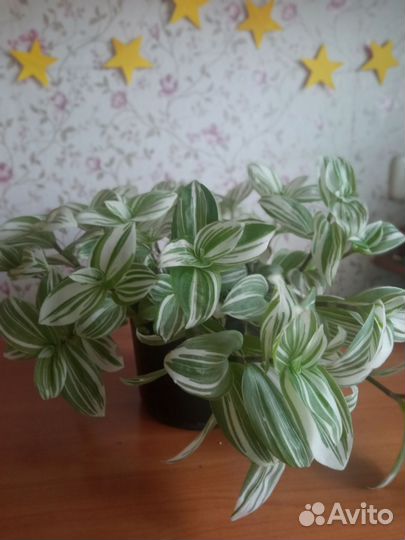 Традесканция белоцветковая