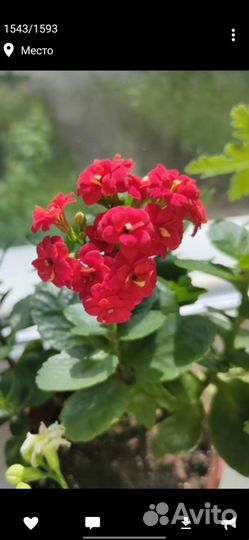 Бальзамин и каланхоэ