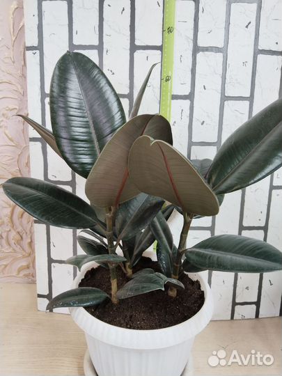 Фикус эластика