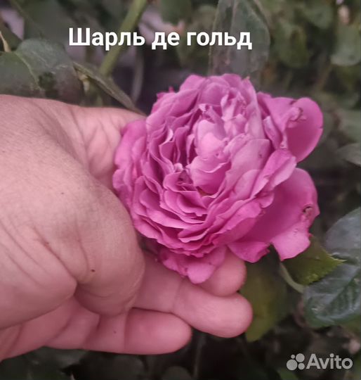 Лаванда, розы