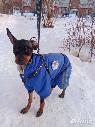 Комбинезон для собаки