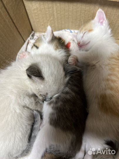 Котята в добрые руки бесплатно