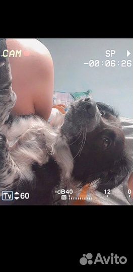 Спаниель девочка