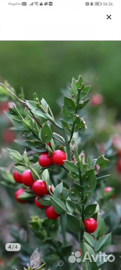 Иглица колючая-рускус