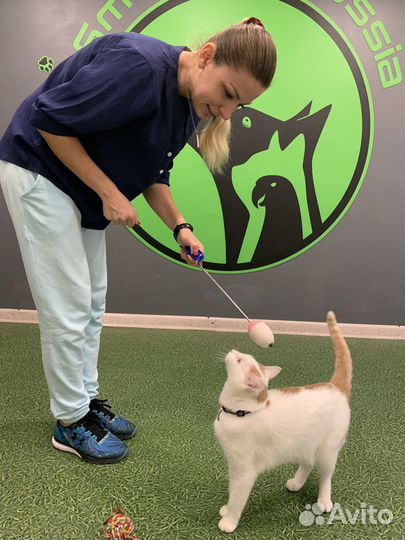 Зоопсихолог по кошкам Фелинолог Дрессировка кошек