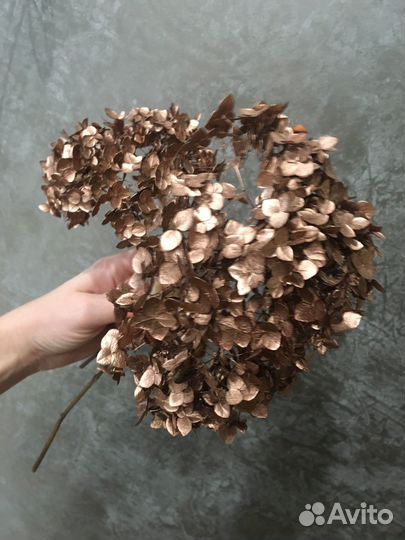 Гортензия стабилизированная