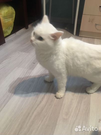 Кошки породистые бесплатно