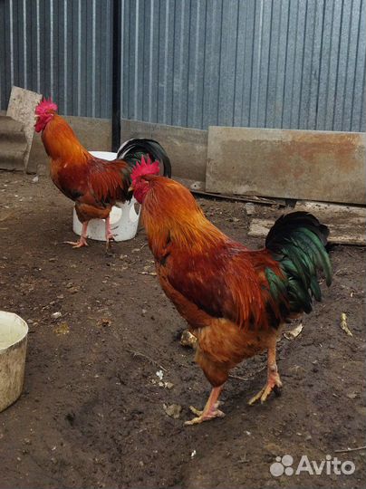 Петухи и индоутки