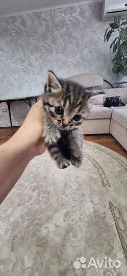 Вислоухие котята