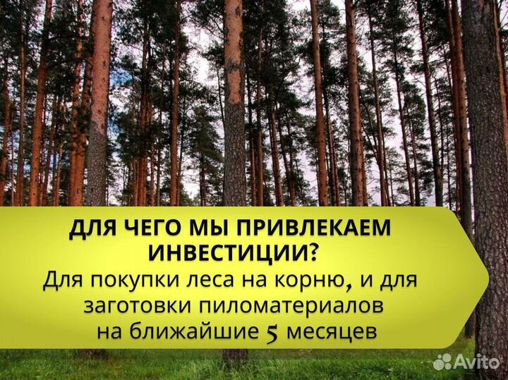 Инвестиции в лесозаготовки 60% годовых