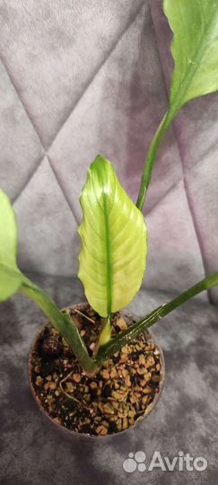 Спатифиллум милк Гофра взрослая