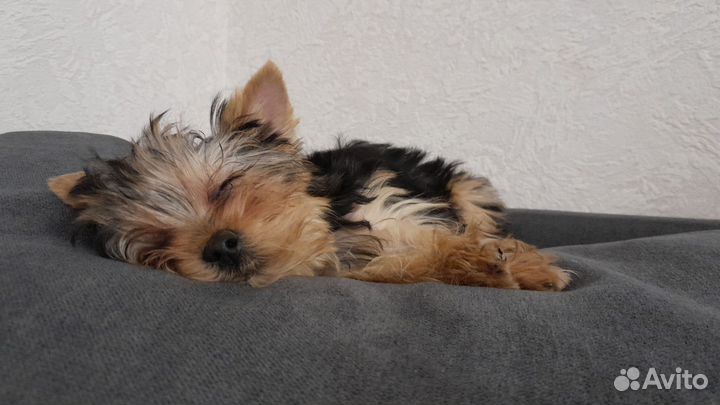 Йоркширский терьер мини щенки девочки