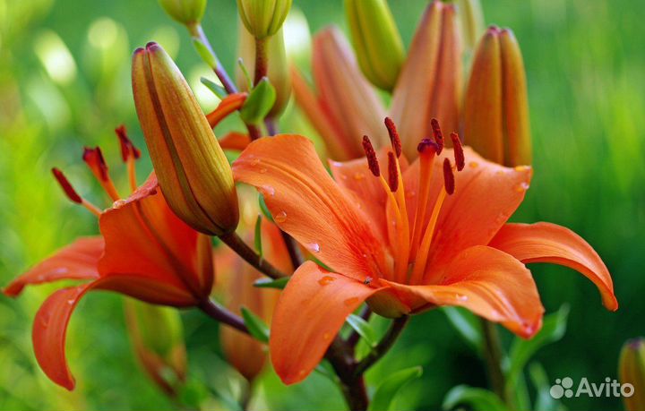 Лилия оранжевая многолетняя