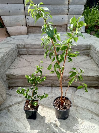 Фикусы розмарин