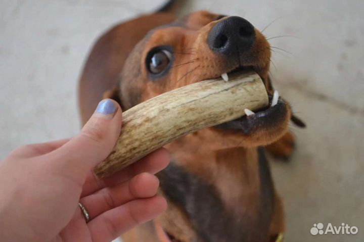 Рога оленя для собак