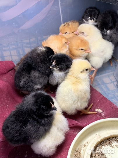 Цыплята несушки Хайсекс Браун Доминанты