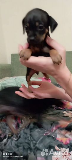 Той-терьер щенки