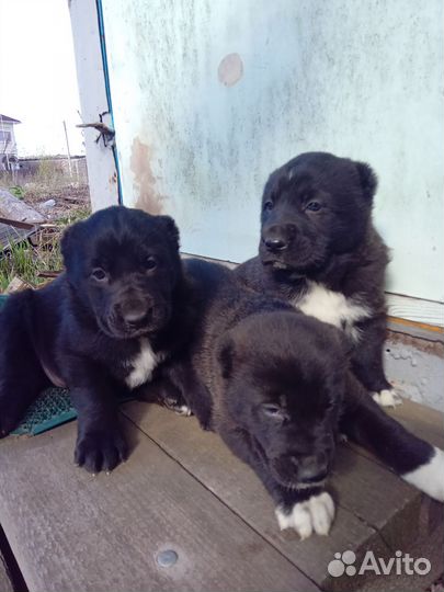 Щенки сао алабай