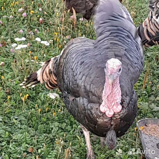 Индюк американский дикий
