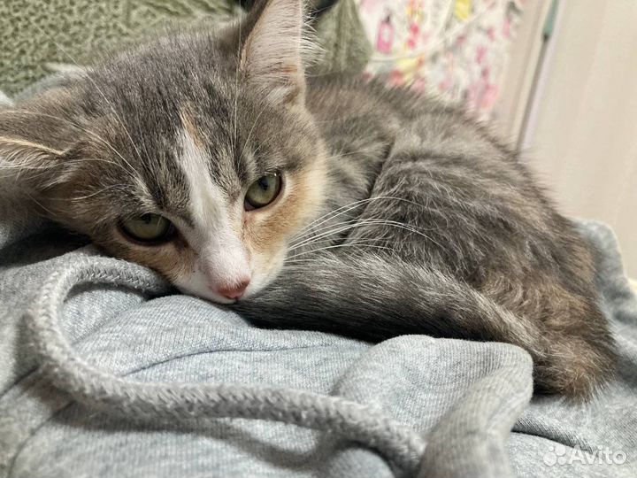 Кошка в дар