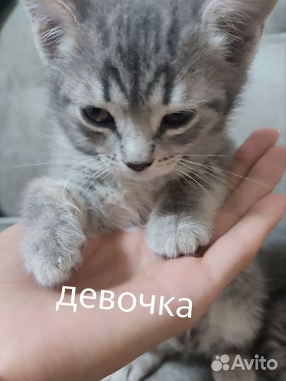 Кошка