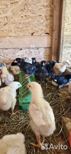 Куры бройлеры