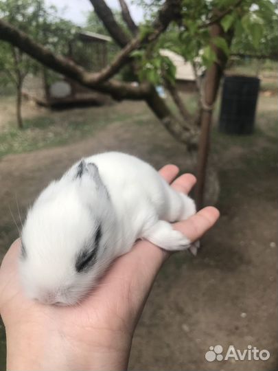 Декоративные карликовые кролики