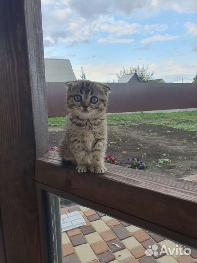 Котенок мальчик бесплатно