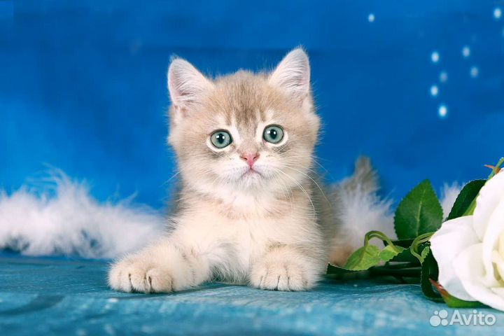 Британский красавчик