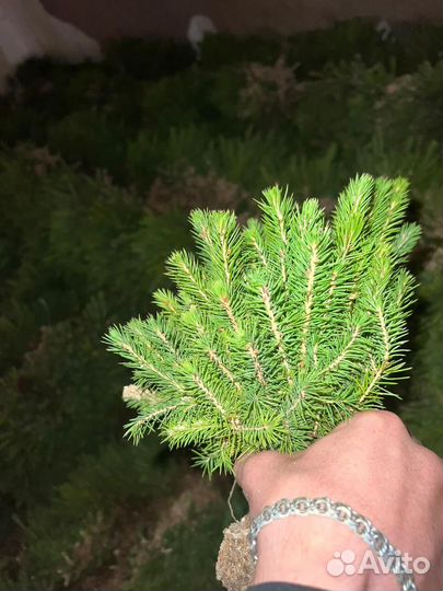 Саженцы сосны обыкновенной зкс от производителя