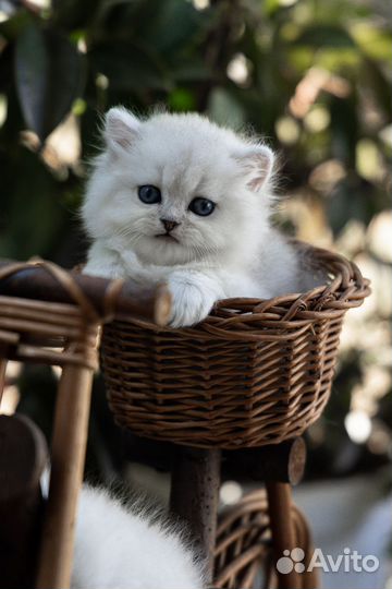 Шотландские котята