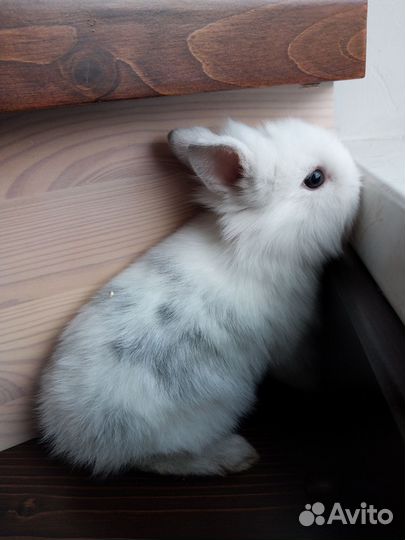 Мини карликовый кролик