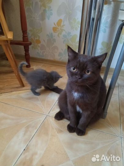 Кошка в дар