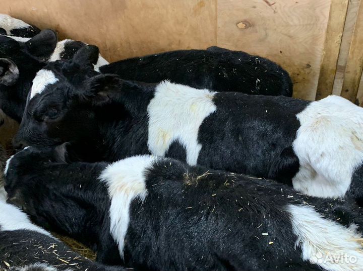 Бычки телочки