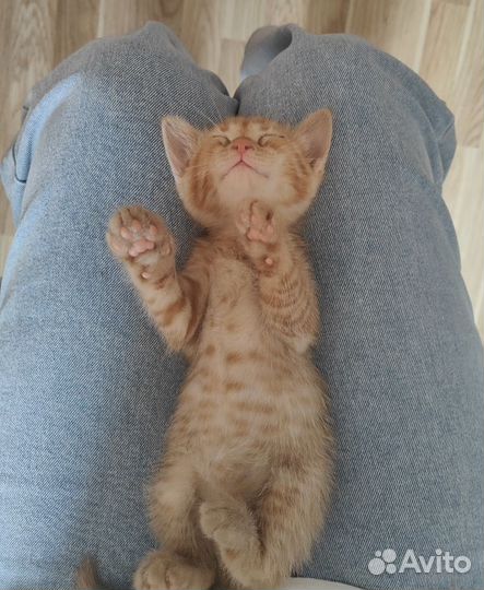 Рыжий котенок