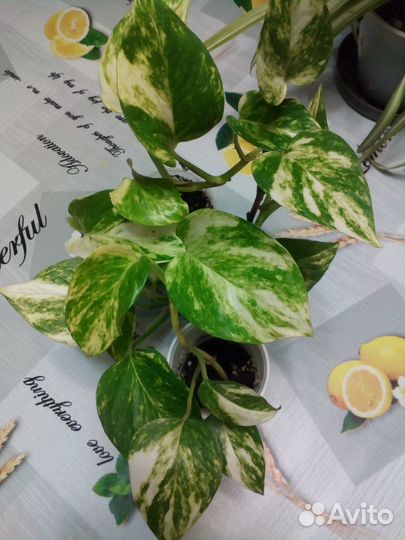 Комнатные цветы