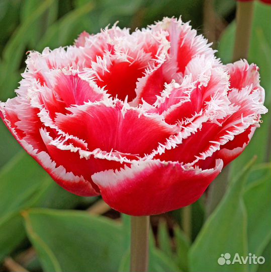 Тюльпаны детки и луковицы Голландия