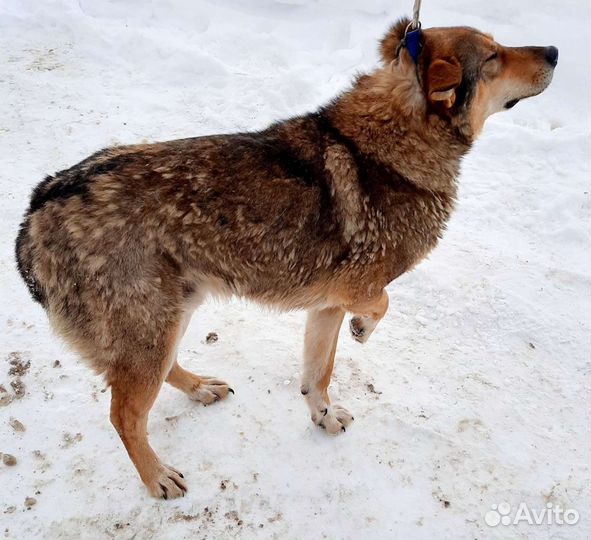 Забери меня с отлова
