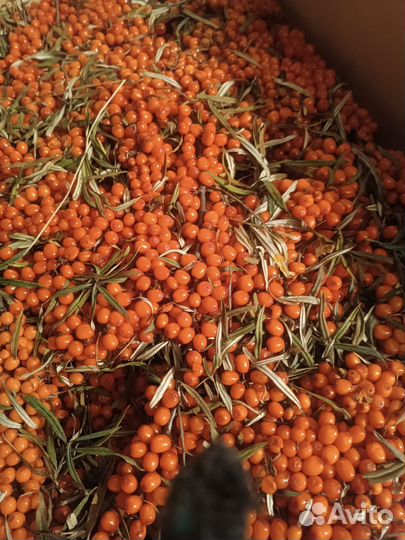 Облепиха замороженная