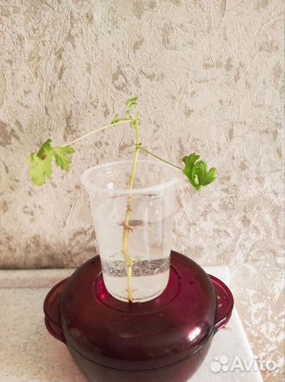 Герань душистая лечебная