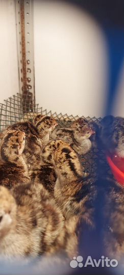 Подрощенные индюшата Бронза 708 Франция