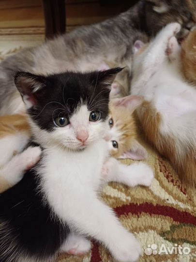 Котёнок мальчик